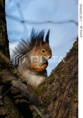 The squirrel on a tree branch. 138709948