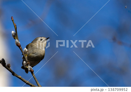 Goldcrest (Regulus regulus) perching on tree. 138709952