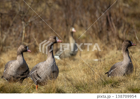 White fronted goose (anser albifrons flavirostris) 138709954
