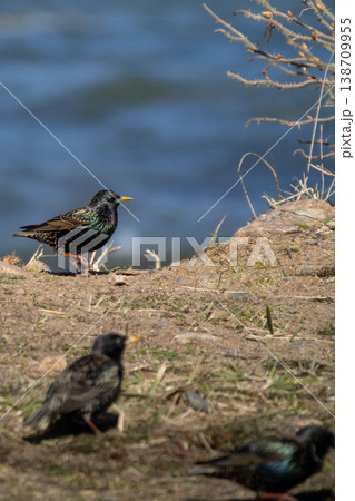 The common starling Sturnus vulgaris 138709955