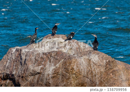 Two Great cormorants, Phalacrocorax carbo 138709956