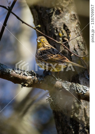 yellowhammer resting on a branch yellowhammer resting on a branch 138709957