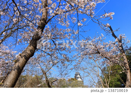 【岡山県】満開の桜と岡山城天守閣 138710019