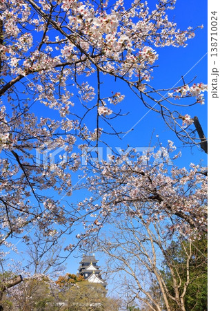 【岡山県】満開の桜と岡山城天守閣 138710024