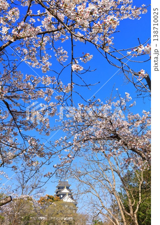 【岡山県】満開の桜と岡山城天守閣 138710025