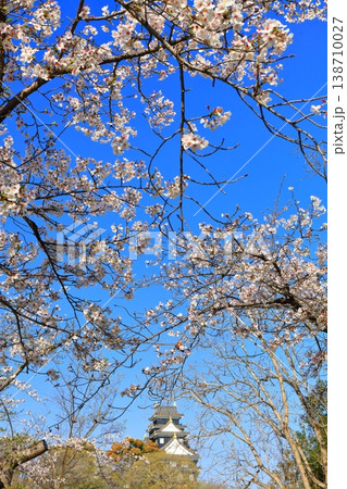 【岡山県】満開の桜と岡山城天守閣 【岡山県】満開の桜と岡山城天守閣 138710027