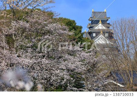 【岡山県】満開の桜と岡山城天守閣 138710033