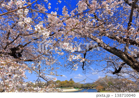 【岡山県】満開の桜と岡山城天守閣 138710040