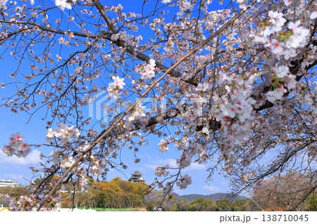 【岡山県】満開の桜と岡山城天守閣 【岡山県】満開の桜と岡山城天守閣 138710045