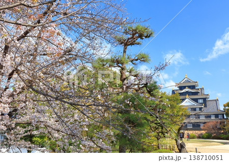 【岡山県】満開の桜と岡山城天守閣 138710051