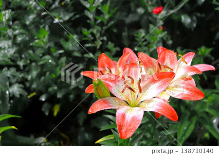 お花畑の隅で梅雨に濡れる赤い百合の花 138710140