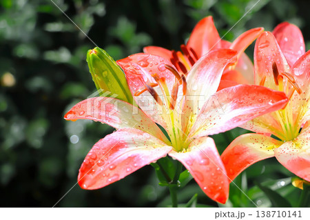 どしゃ降りの雨に打たれる赤い百合の花 138710141