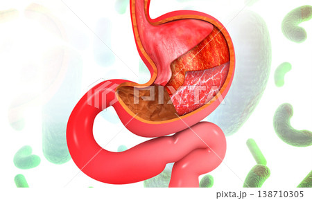 Human Stomach Anatomy on science background Human Stomach Anatomy on science background 138710305