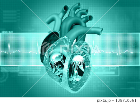 Human heart anatomy with ecg graph background 138710361