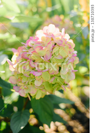 Bonfire Hydrangea In Bloom With Green Leaves 138710393
