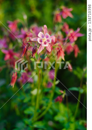 Single Pink Aquilegia Flower with Bokeh Background Single Pink Aquilegia Flower with Bokeh Background 138710398