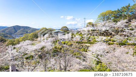 穏やかな春の広島県尾道市千光寺公園の桜 138710675