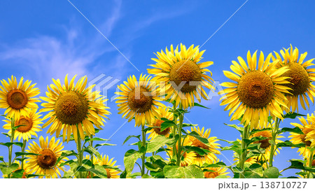 夏のイメージ「ひまわり」 138710727