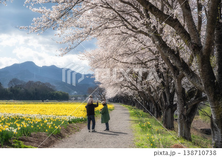 岩井親水公園　桜と水仙 138710738