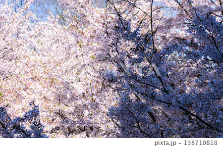 穏やかな春の見事に満開になった陰影のある桜 138710818