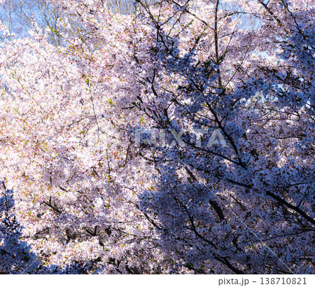 穏やかな春の見事に満開になった陰影のある桜 138710821