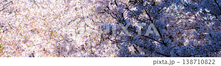 穏やかな春の見事に満開になった陰影のある桜 穏やかな春の見事に満開になった陰影のある桜 138710822