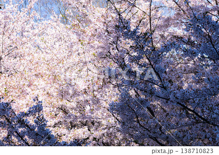 穏やかな春の見事に満開になった陰影のある桜 穏やかな春の見事に満開になった陰影のある桜 138710823