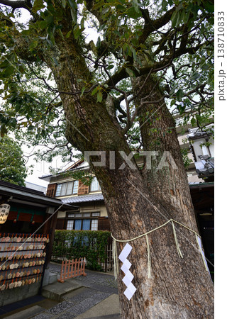 晴明神社 御神木 楠 晴明神社 御神木 楠 138710833