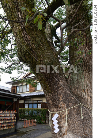 晴明神社 御神木 楠 晴明神社 御神木 楠 138710834