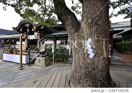 晴明神社 御神木 楠 晴明神社 御神木 楠 138710836