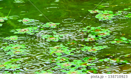 雨粒が落ちる水面に浮かぶヒシの葉 138710923