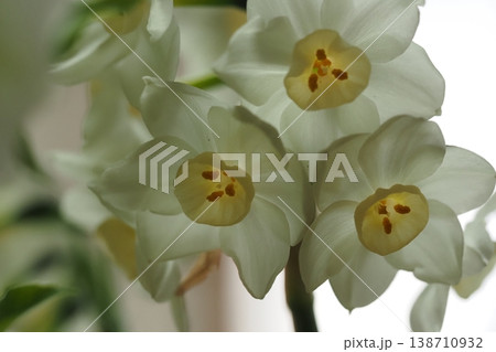白い水仙の花　 138710932