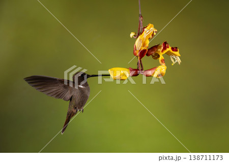 Brown inca hovers drinking from Mysore trumpetvine Brown inca hovers drinking from Mysore trumpetvine 138711173