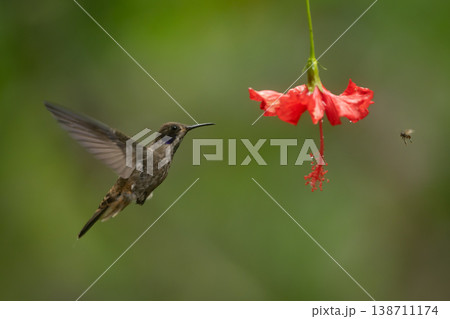 Brown violetear and wasp fly around flower Brown violetear and wasp fly around flower 138711174