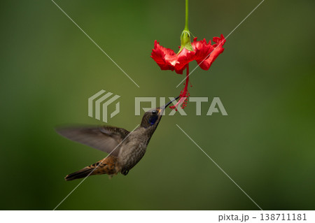 Brown violetear hovers feeding from red flower Brown violetear hovers feeding from red flower 138711181