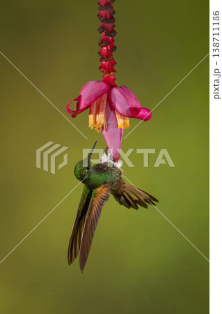 Buff-tailed coronet clings to banana flower bud Buff-tailed coronet clings to banana flower bud 138711186