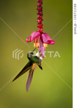 Buff-tailed coronet clings to banana flower drinking Buff-tailed coronet clings to banana flower drinking 138711188
