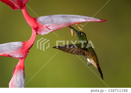 Buff-tailed coronet feeds hovering beneath heliconia flower 138711198