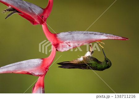 Buff-tailed coronet hangs upside down under heliconia Buff-tailed coronet hangs upside down under heliconia 138711216