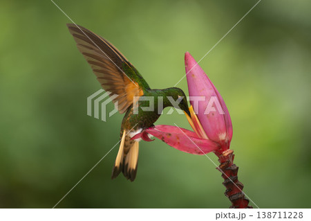 Buff-tailed coronet perches feeding from banana flower Buff-tailed coronet perches feeding from banana flower 138711228