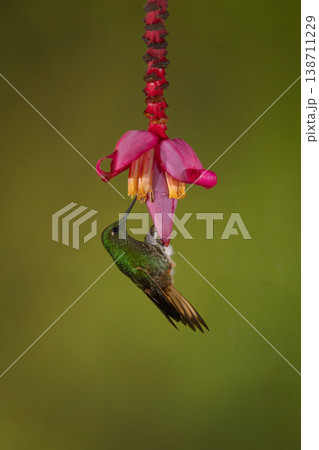 Buff-tailed coronet perches on banana flower drinking 138711229