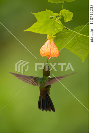 Collared inca hovers drinking from orange-pink flower Collared inca hovers drinking from orange-pink flower 138711238