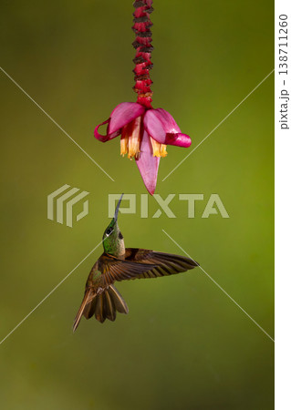 Fawn-breasted brilliant flies up to banana flower 138711260
