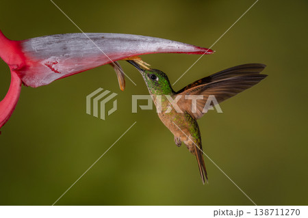 Fawn-breasted brilliant hovers drinking beneath heliconia flower 138711270