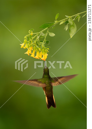 Fawn-breasted brilliant hovers drinking beneath yellow flower 138711271