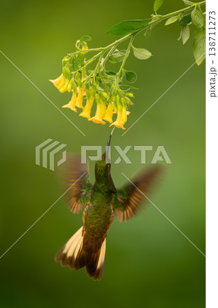 Fawn-breasted brilliant hovers drinking from yellow flowers Fawn-breasted brilliant hovers drinking from yellow flowers 138711273