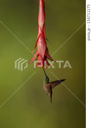 Fawn-breasted brilliant hovers drinking under red flower 138711275