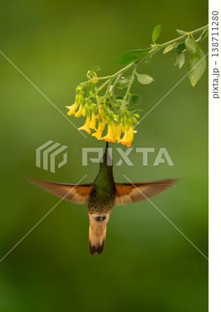 Fawn-breasted brilliant hovers feeding from yellow flowers Fawn-breasted brilliant hovers feeding from yellow flowers 138711280