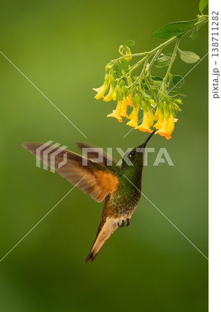 Fawn-breasted brilliant hovers feeding under yellow flower 138711282