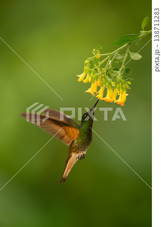 Fawn-breasted brilliant hovers feeding under yellow flowers 138711283
